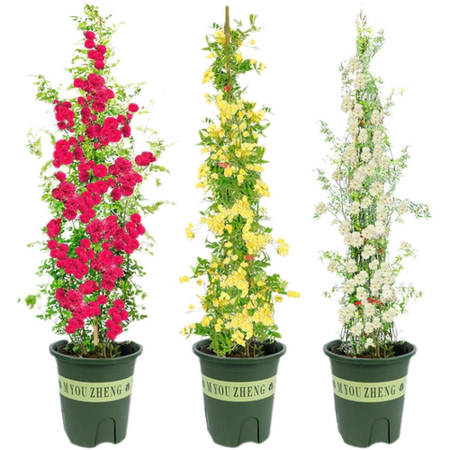 四季红木香花苗开花无刺爬藤植物耐寒好养浓香庭院蔷薇花卉盆栽 - 图3