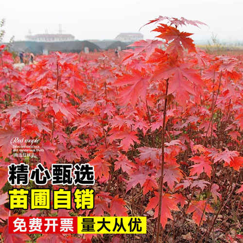 红枫树苗四季红舞姬小苗别墅盆景盆栽庭院耐寒室外红叶工程绿化苗 - 图1