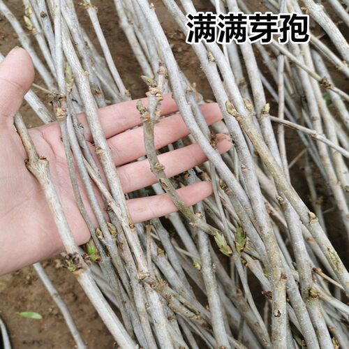 丁香花树苗盆栽庭院地栽欧洲紫丁香树苗开花浓香花卉耐寒植物四季 - 图0
