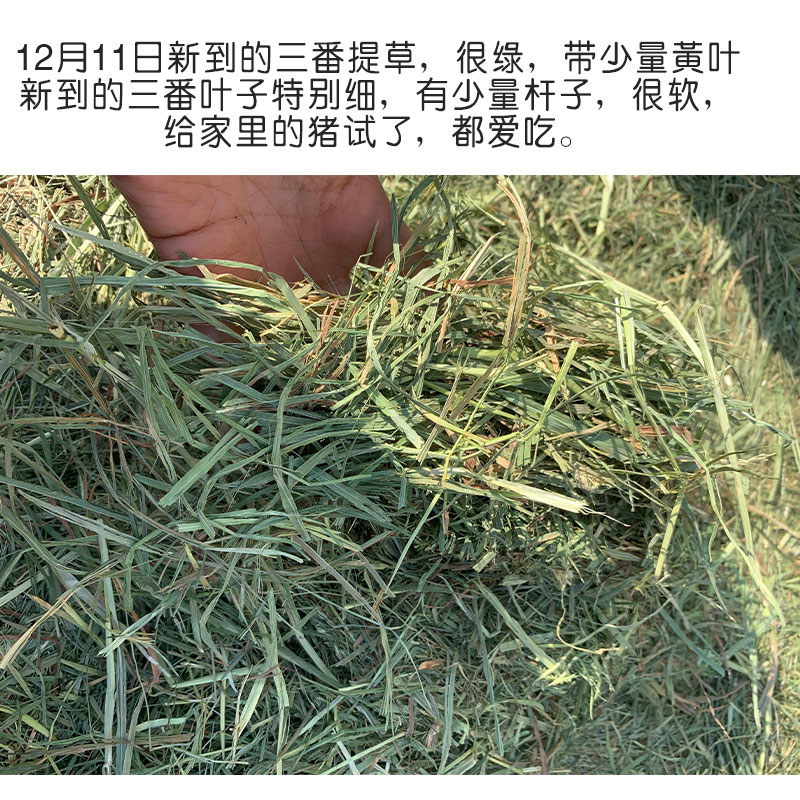 进口提摩西草雪提摩草一番二番三番提草兔兔荷兰猪干草牧草