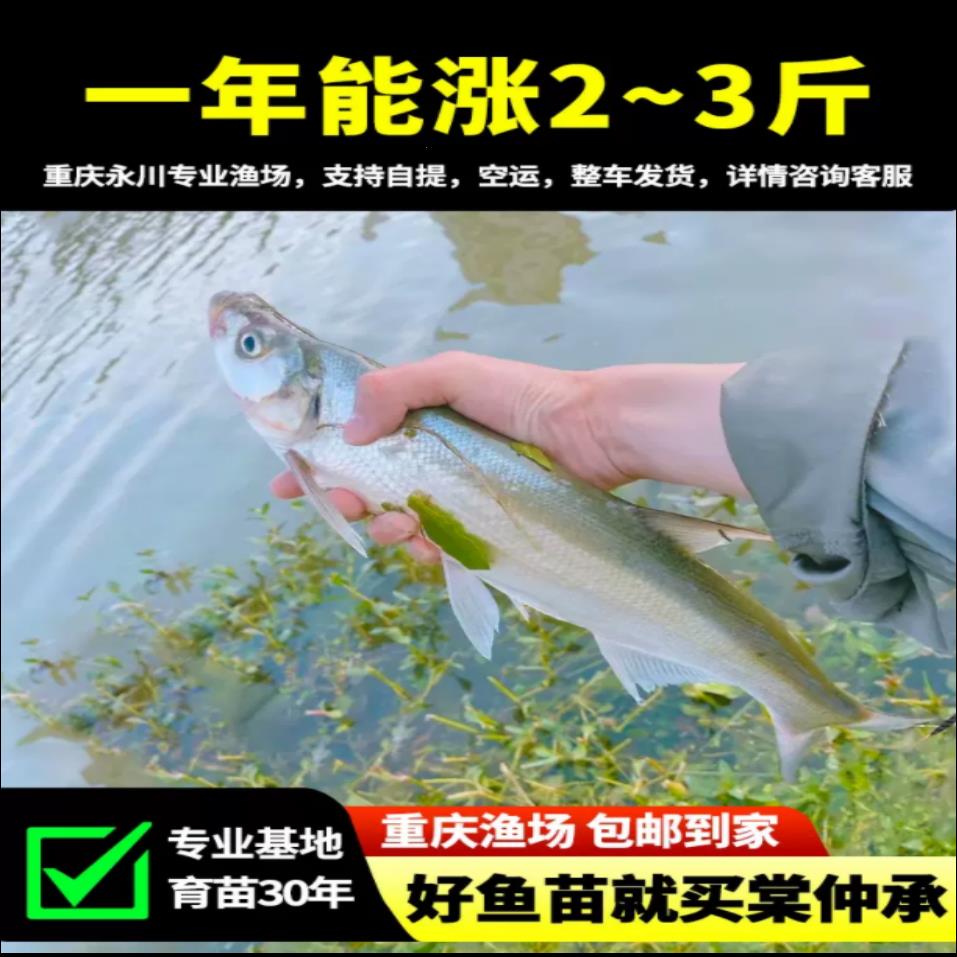 翘嘴鱼苗米级大型淡水养殖食用红尾翘壳鲌大白刁重庆四川本地鱼苗