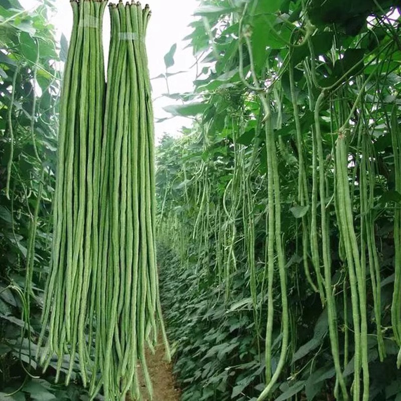 豆角种籽大全豇豆种子四季豆种孑荷兰豆扁豆春秋季菜种籽蔬菜种子 - 图1