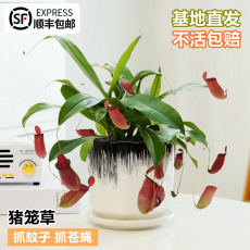 насекомоядное растение 猪笼草植物盆栽夏季室内客厅阳台驱蚊趣味绿植花卉捕虫草大型食虫
