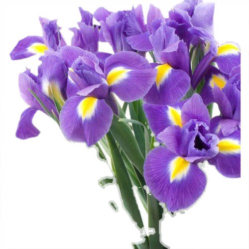 德国蓝花鸢尾苗庭院地被植物葱兰大花萱草黄菖蒲多年生耐阴驱蚊虫 - 图3