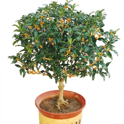 四季金桂花树苗盆栽庭院八月桂浓香型盆景植物室内外地栽花卉大树 - 图2