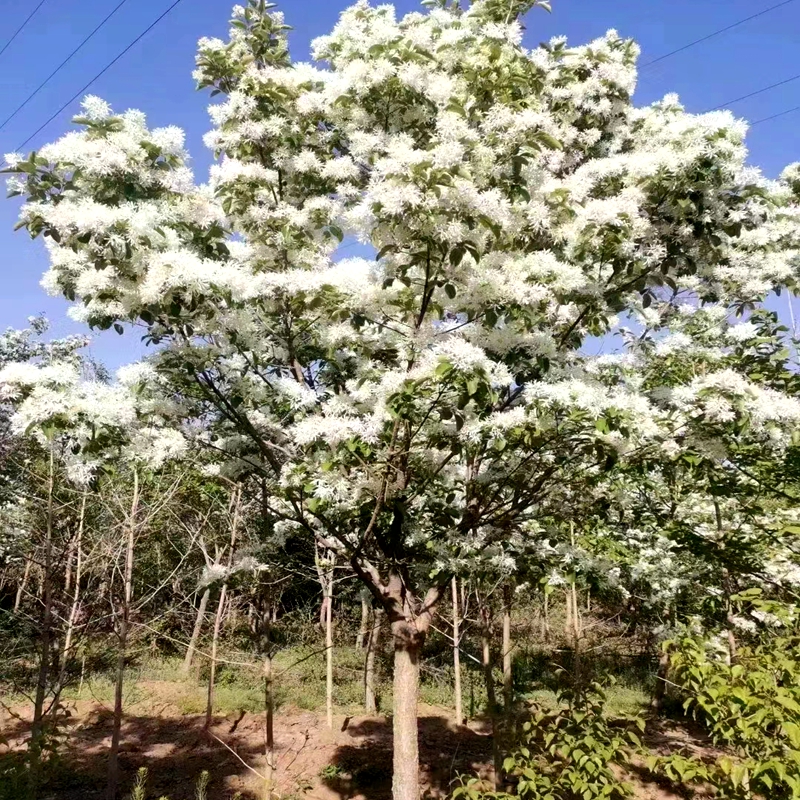 流苏树苗梦幻四月雪乌金子油根子萝卜丝花驱蚊虫庭院茶叶树盆栽花 - 图1