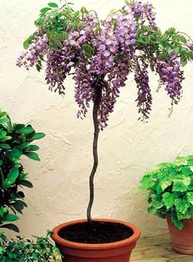 紫藤花树苗庭院种植物攀爬藤植物