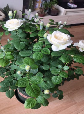 大花浓香月季花苗伊芙婚礼之路