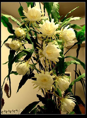 带根昙花盆地栽大苗植物室内阳台花卉多季开易成活观花浓香绿植盆