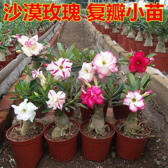 沙漠玫瑰盆栽免邮花卉室内花植物四季好养嫁接老桩重瓣带花苞花苗