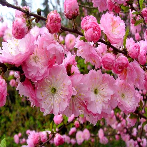 榆叶梅花树苗盆栽重瓣庭院南北方多年生浓香红梅素心腊梅花卉耐寒 - 图2