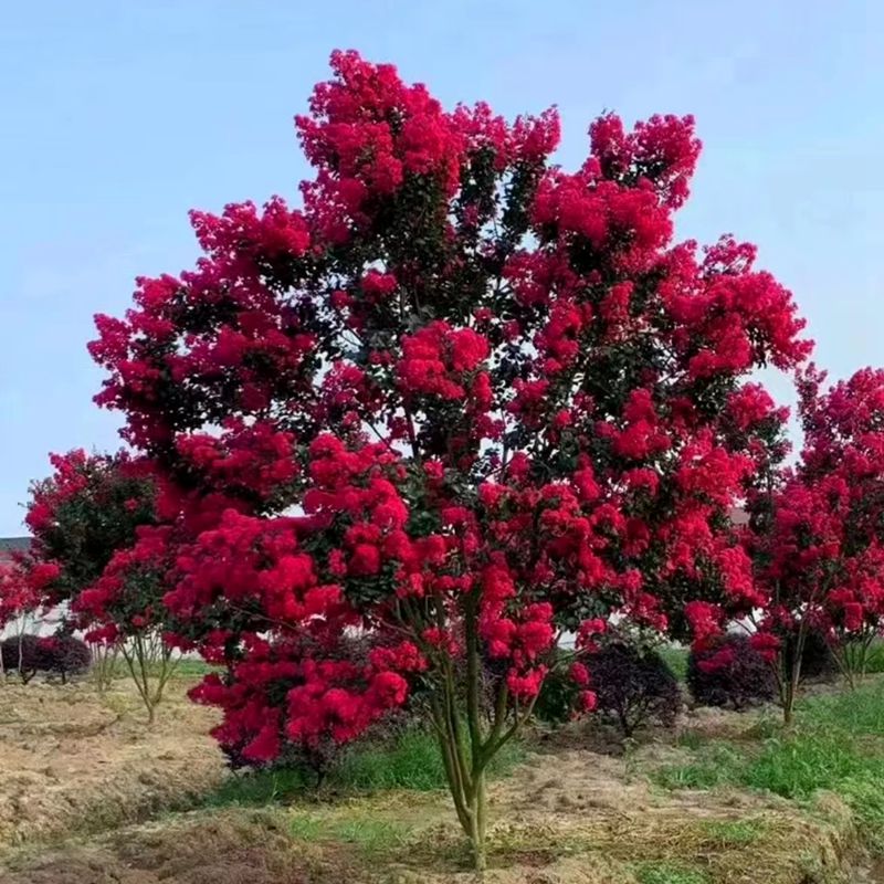 天鹅绒百日红花紫薇树苗盆栽丛生紫薇花庭院绿化风景树红火箭紫薇 - 图3