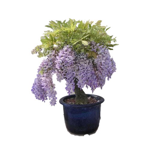 大花紫藤树苗阳台藤蔓紫藤萝庭院花树苗攀援植物爬藤植物盆栽花卉 - 图3