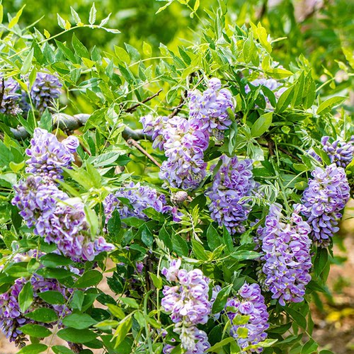 大花紫藤树苗阳台藤蔓紫藤萝庭院花树苗攀援植物爬藤植物盆栽花卉 - 图2