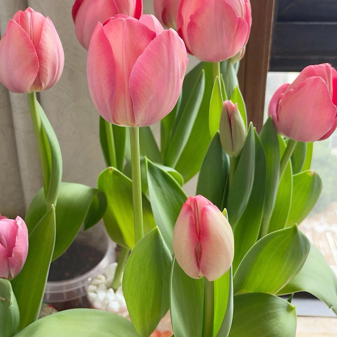 【水培套装】进口水培郁金香种球带芽好养室内开花耐寒粉色,淘宝优惠券,粉丝福利购,淘宝优惠卷