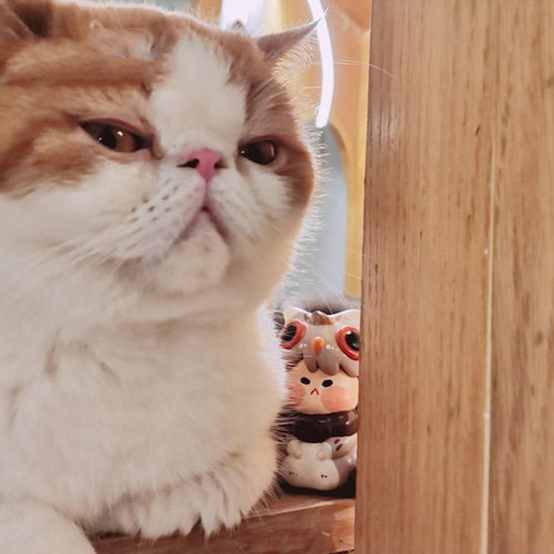 正版小鸟排排坐系列盲盒猫头鹰雪鸮知更鸟模型摆件手办公仔礼物 - 图2