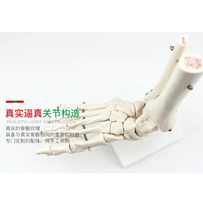 医用动态脚骨关节骨骼模型可活动教具功能展示康复教学用具模型,淘宝优惠券,粉丝福利购,淘宝优惠卷