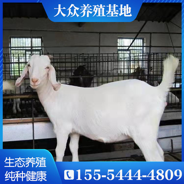 美国白山羊小羊羔小羊仔大型成年怀孕母羊种羊纯种小白羊养殖技术 大众养殖基地 淘优券