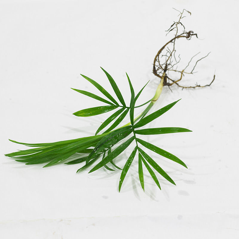 九里香袖珍椰子竹柏罗汉松办公桌室内水培植物绿萝水培土培吸甲醛,淘宝优惠券,粉丝福利购,淘宝优惠卷