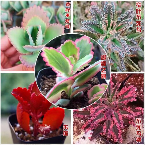 多肉植物宽叶窄叶锦棒叶羽叶落地生根蝴蝶之舞虎纹不死鸟蕾丝 - 图1