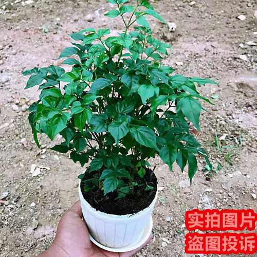 幸福树盆栽桌面绿植四季常青办公室内好养盆景盆栽绿植绿宝幸福树 - 图3