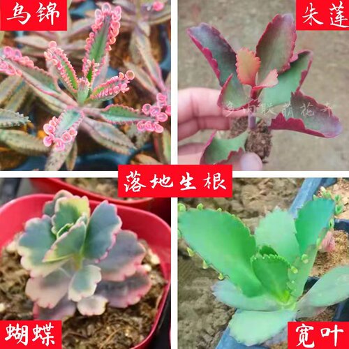 多肉植物宽叶窄叶锦棒叶羽叶落地生根蝴蝶之舞虎纹不死鸟蕾丝 - 图0