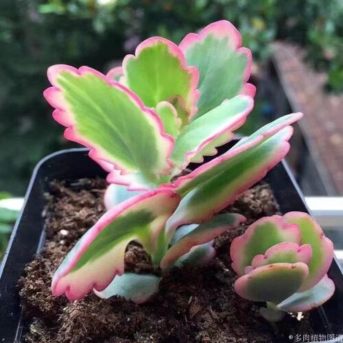 多肉植物宽叶窄叶锦棒叶羽叶落地生根蝴蝶之舞虎纹不死鸟蕾丝 - 图2