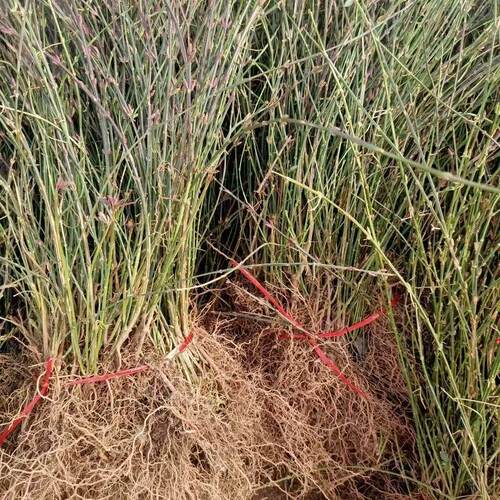 【10颗装】迎春花苗四季盆栽耐寒爬藤植物阳台盆栽庭院当年开花 - 图1