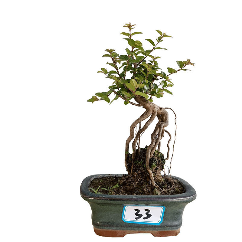 微型雀梅造景植物室内净化空气造形美观阳台盆景绿植耐寒木本直销,淘宝优惠券,粉丝福利购,淘宝优惠卷