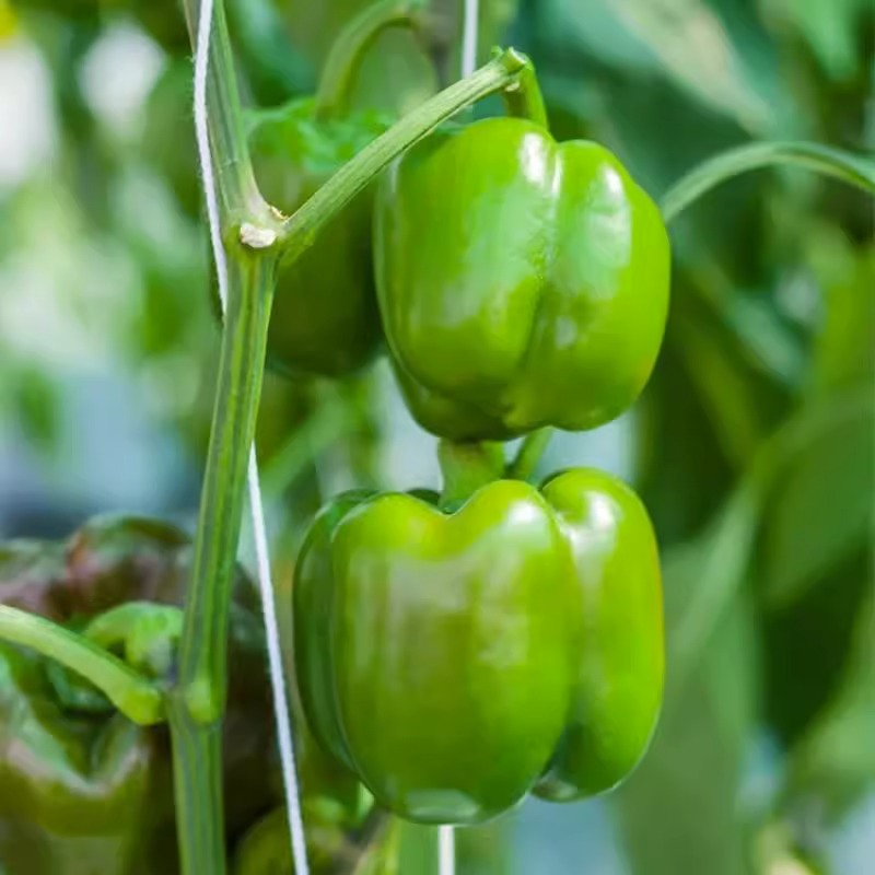 高产圆椒菜椒苗辣椒苗秧苗青椒太空椒方椒种籽灯笼椒秧子阳台菜苗 - 图0