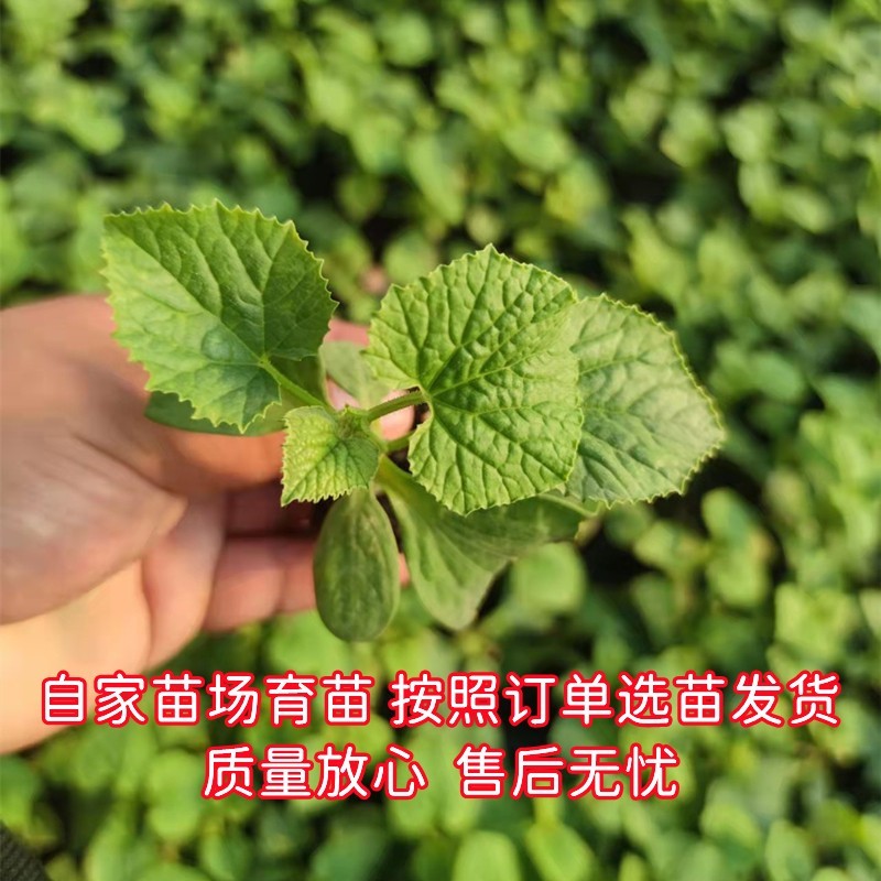 甜瓜苗绿宝石羊角蜜水果种苗香甜瓜大全超甜阳台庭院菜园盆栽四季-图0