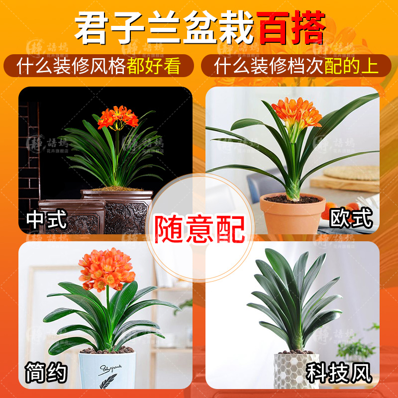 君子兰盆栽花卉植物室内花立板精品名贵圆头和尚宽叶元宝小苗绿植-图2