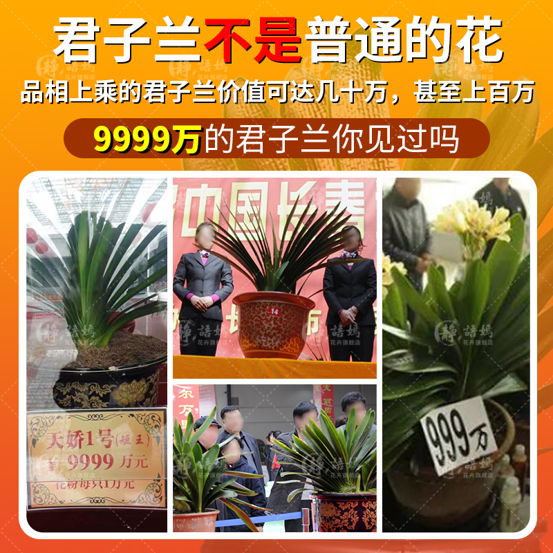 君子兰盆栽花卉植物室内花立板精品名贵圆头和尚宽叶元宝小苗绿植-图1