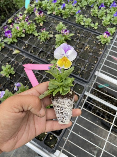 耐寒 进口一代种播苗皱边巨花三色堇角瑾角堇小苗 开花机器 - 图0