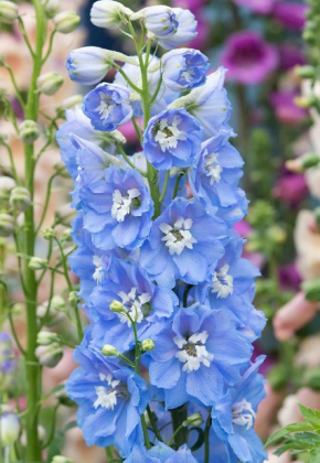 大花飞燕草 北极光神秘之水系列天蓝白心色 超级耐寒 满28元包邮 - 图0