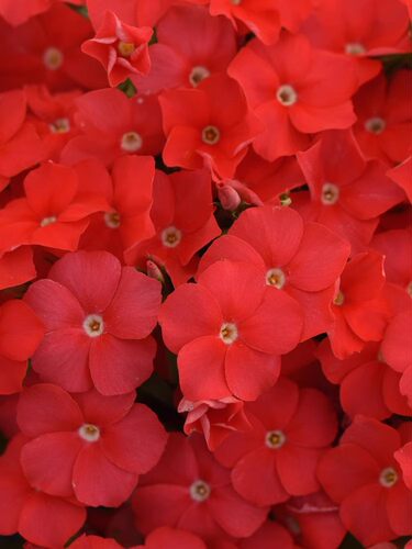 福禄考花苗 花期超长 情书柔粉 猩红色 布丁   满28元包邮 - 图0