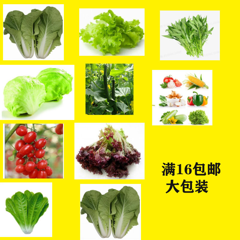 水培蔬菜四季草莓菜籽空心菜小白菜茼蒿油麦菜上海青无土栽培设备-图0