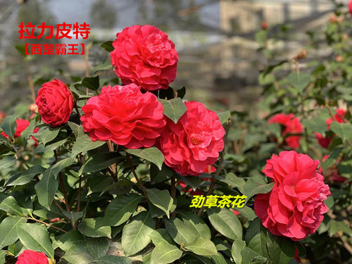 云南茶花  嫁接2年拉力皮特 西楚霸王耐冬嫁接特壮苗精品云南茶花 - 图1