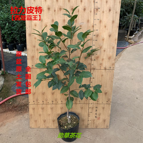 云南茶花  嫁接2年拉力皮特 西楚霸王耐冬嫁接特壮苗精品云南茶花 - 图2