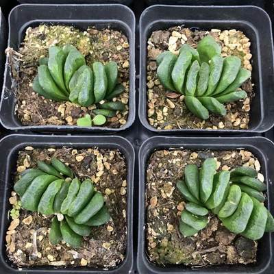 包邮绿植桌面盆栽室内多肉植物组合盆栽适合室内玉露喜阴 虎窝淘