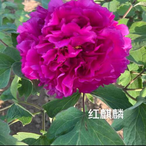 牡丹红麒麟紫红色菏泽基地直发包对版耐寒花卉先发花肥秋天发苗 - 图1