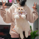 Internet celebrity simulation backpack cat ສໍາລັບເດັກຍິງເດີນທາງນອກ backpack ຖົງ kitten ງາມສໍາລັບເດັກນ້ອຍຂອງຂວັນວັນເກີດ