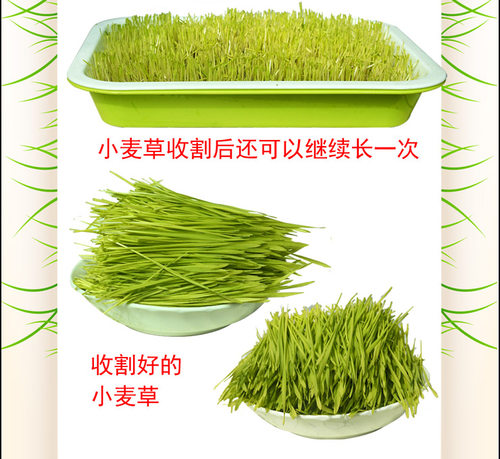 芽苗菜育苗盘 种植盘 芽菜盘 无土栽培阳台种菜小麦草种植盘 - 图2