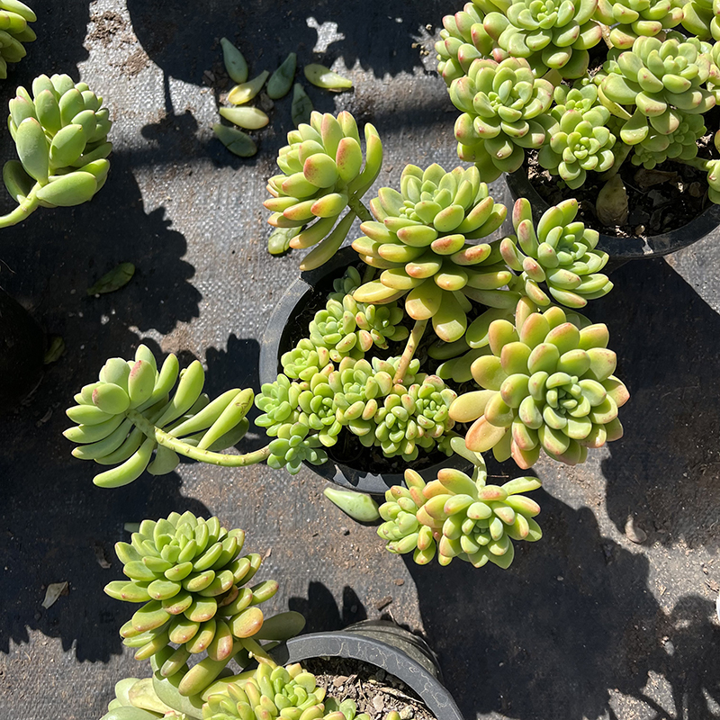 香格里拉多肉植物景天科景天属悬崖老桩花园庭院露养盆栽基地直发-图1