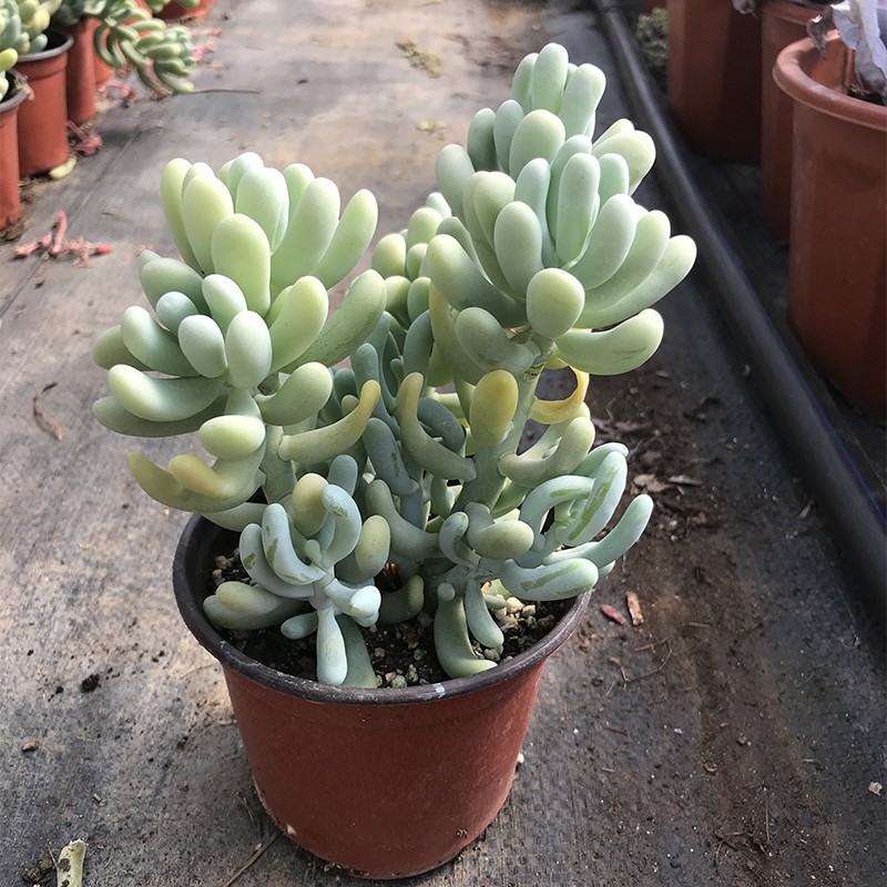 香蕉美人可爱萌香气多肉植物景观花园阳台办公室盆栽老桩出锦包邮