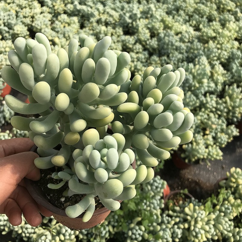 香蕉美人可爱萌香气多肉植物景观花园阳台办公室盆栽老桩出锦包邮