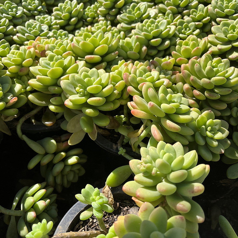 香格里拉多肉植物景天科景天属悬崖老桩花园庭院露养盆栽基地直发-图2