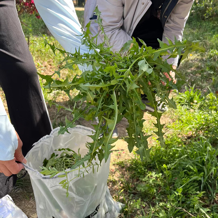 四季盆栽食用野菜蒲公英种子婆婆丁菜中药材蔬菜种籽春夏秋冬种孑 - 图1