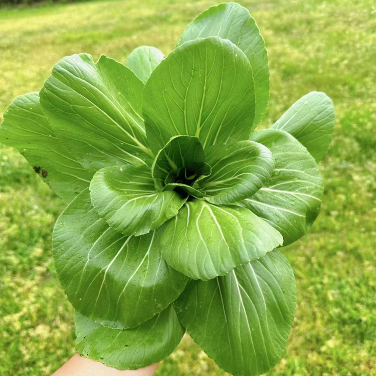 农家上海青菜种籽四季阳台小油菜春秋冬季蔬菜种子矮脚苏州青菜籽