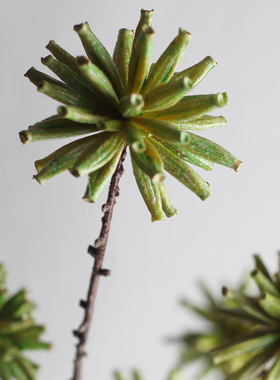 客厅仿真花卉果实绿色植物